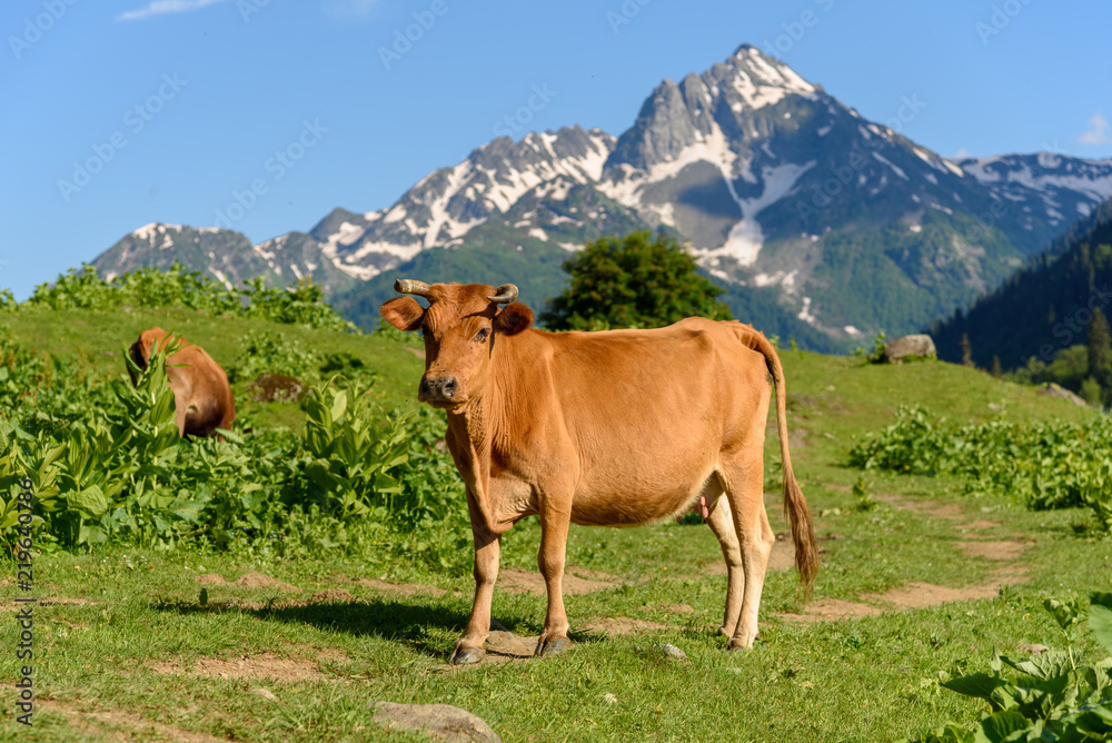 Cow in the alpine meadow high in the mountains. Mountain meadows. Cow in the alpine meadow high in the mountains. Mountain meadows.