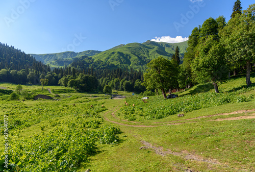 Mountain meadow high in the mountains. Road in the mountains. Green mountains covered with forest