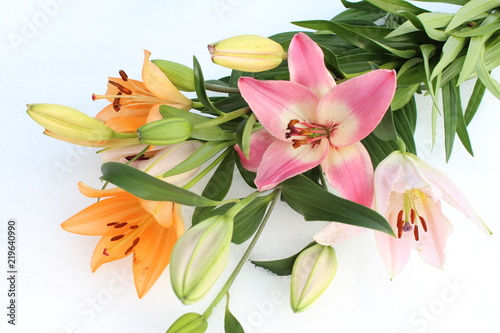 Fototapeta Naklejka Na Ścianę i Meble -  カラフルなユリの花