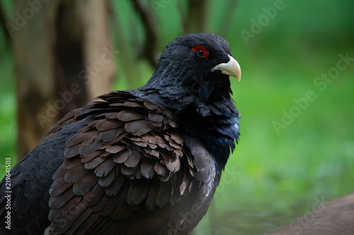 Wallpaper Mural side face portrait of a male mountain cock Torontodigital.ca