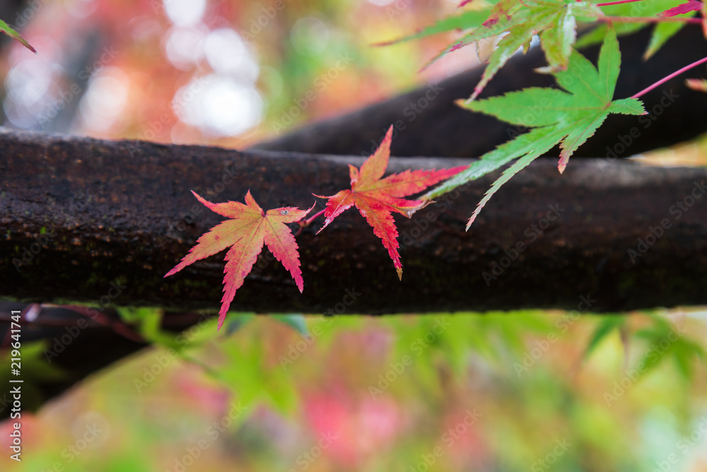 色づき始めた紅葉