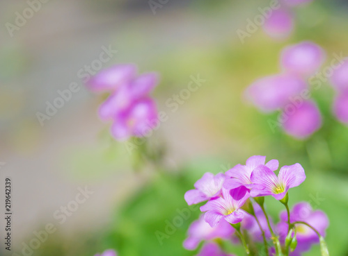 Wallpaper Mural Magenta small wildflowers blooming in the grass outdoors Torontodigital.ca