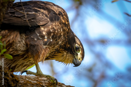 Canvas Print New Zealand Falcon Face And Plumage