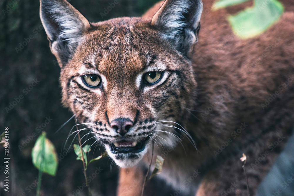 Obraz premium Lynx in forest looking straight into camera.