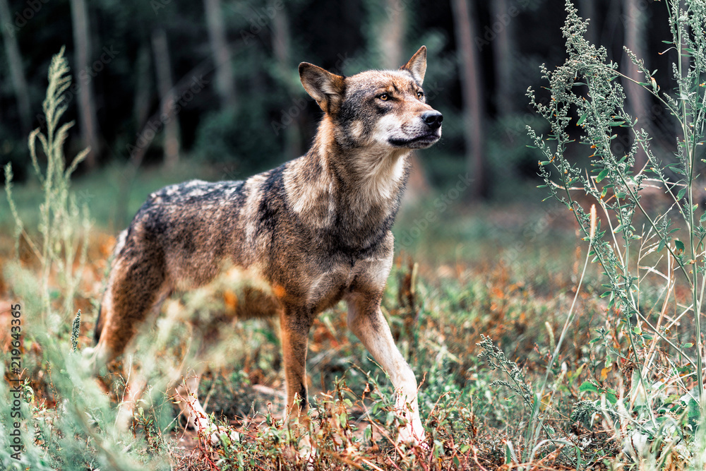 Naklejka premium Eurasian wolf walking between bushes in forest.