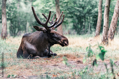 Moose with antler in velvet lying down in grass. photo