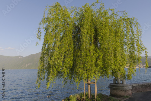 weeping willo at lugano lake, ticino, switzerland photo