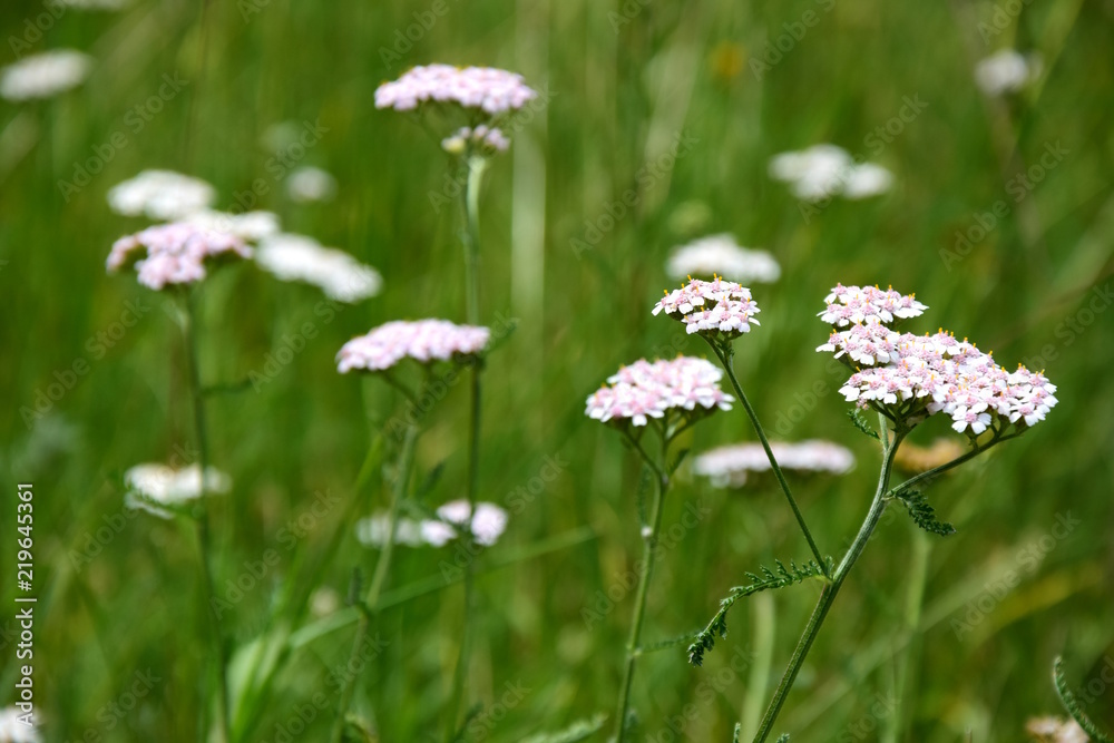Gebirgsschafgarbe in den Bergen Gebirgsschafgarbe in den Bergen