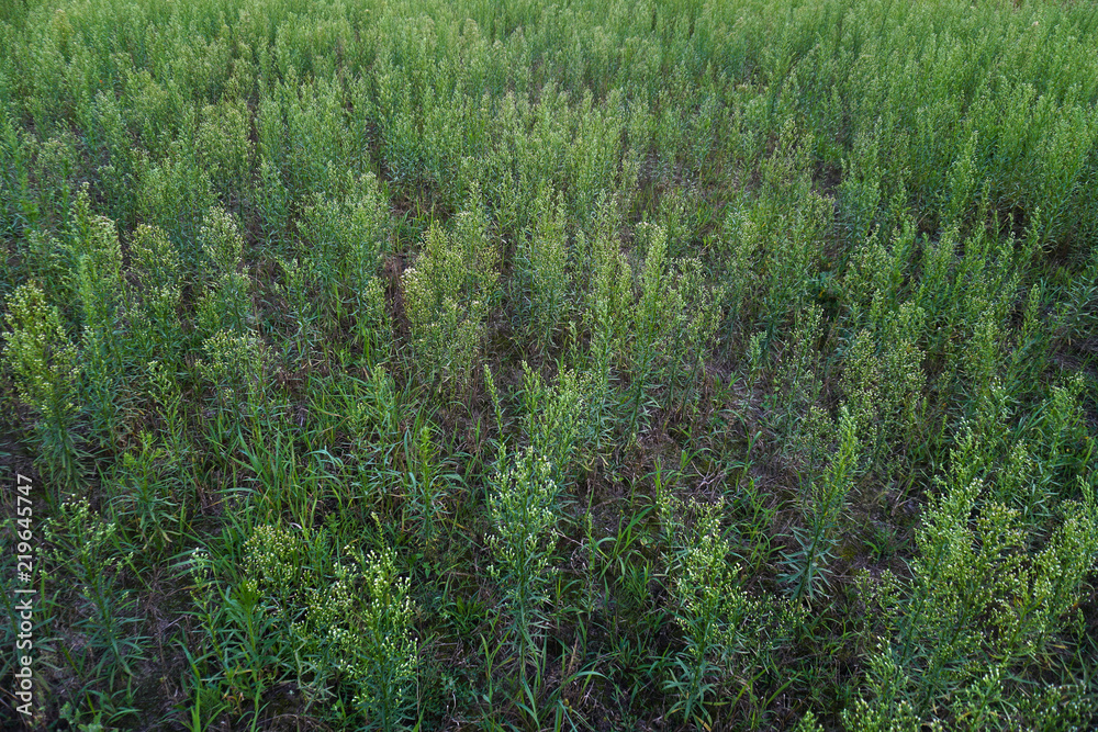Sellesyae overgrown at the end of the day. Interesting art background of the rural landscape. Sellesyae overgrown at the end of the day. Interesting art background of the rural landscape.