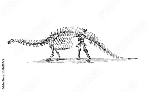 Illustration of dinosaur 