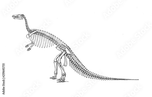 Illustration of dinosaur 