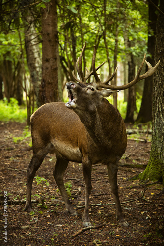 Portrait of a screaming adult noble red deer with big horns in the forest.