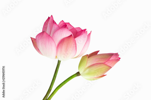 Beautiful pink lotus flower bouquet isolated on white background.