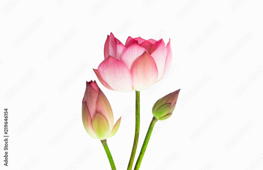 Pink lotus flower bouquet isolated on white background.