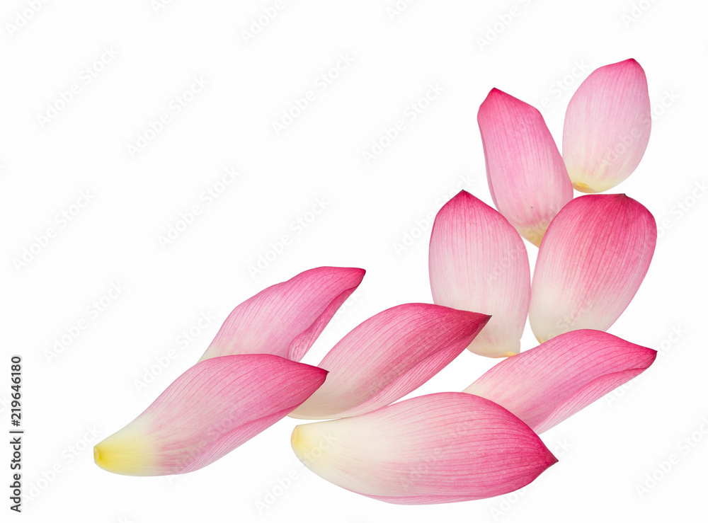 Lotus flower isolated on white background.