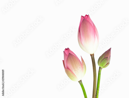 lotus flower bouquet isolated on white background.