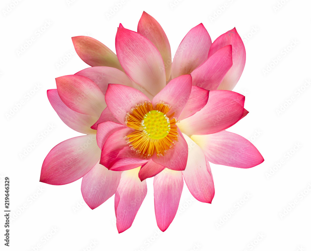Top view beautiful pink lotus flower isolated on white background