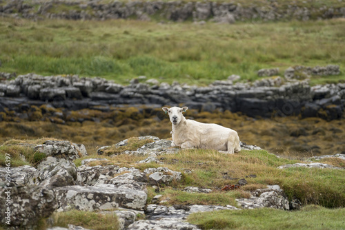 A single sheep resting on rocks on the Scottish island of Muck