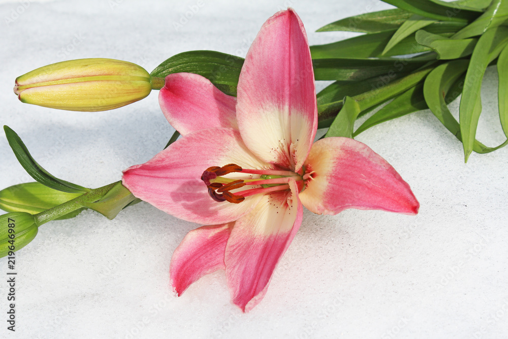 Obraz premium ピンクのユリの花