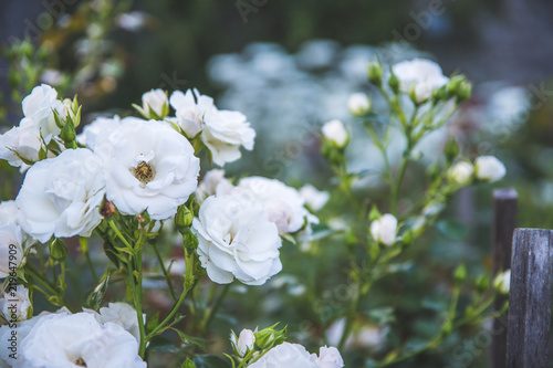 Weiße Rosen im Hobbygarten, Idylle