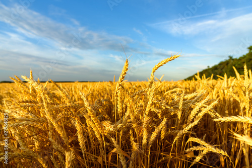 Golden wheat in the field on a summer day at sunset. Close of wheat. Country landscape. Countryside.