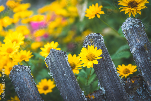 Gelbe Blumen und rustikaler Holzzaun, Idylle, Doronicum orientale