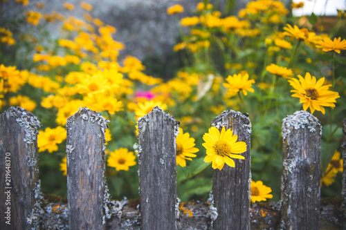 Gelbe Blumen und rustikaler Holzzaun, Idylle, Doronicum orientale