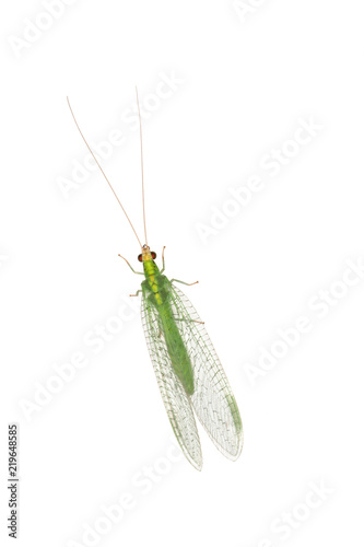 Close up of a Lacewing (Chrysoperla carnea) isolated on white background