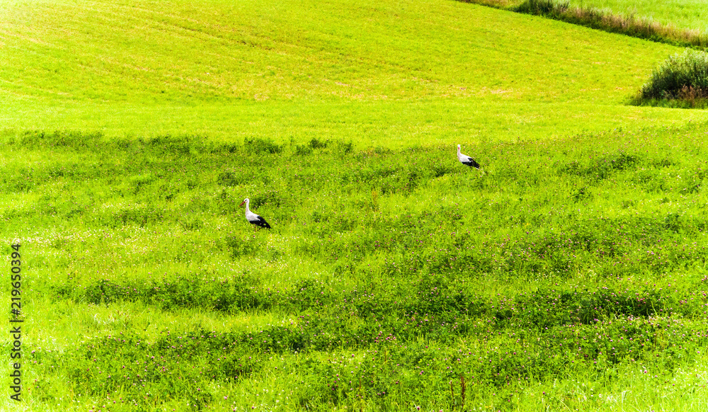 Obraz premium Storks in the meadow