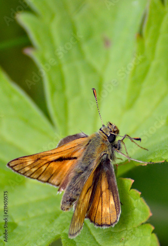 Large Skipper (Ochlodes sylvanus) butterfly on a green leaf photo