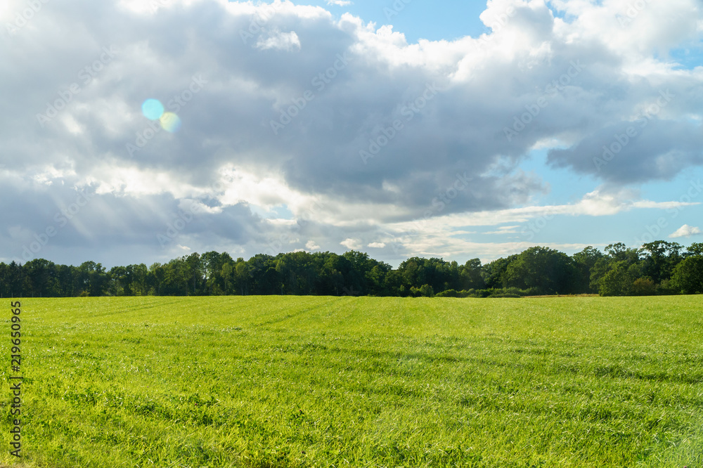Fototapeta premium Agriculture field with green grass in summer 