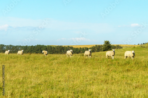 Sheeps standing in line at hill