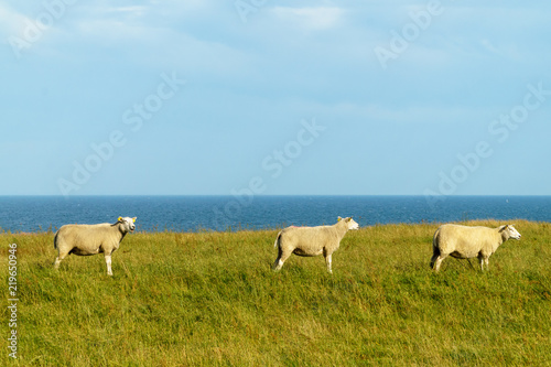 Tree sheeps in scenic landscape