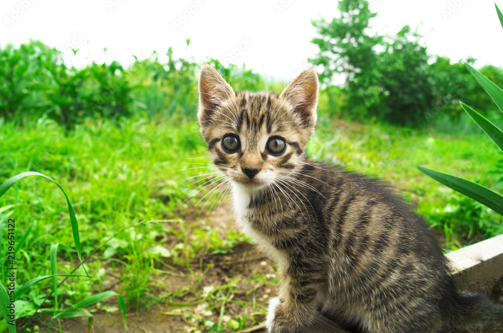 A small striped kitten in the grass