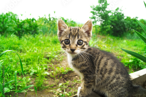Wallpaper Mural A small striped kitten in the grass Torontodigital.ca