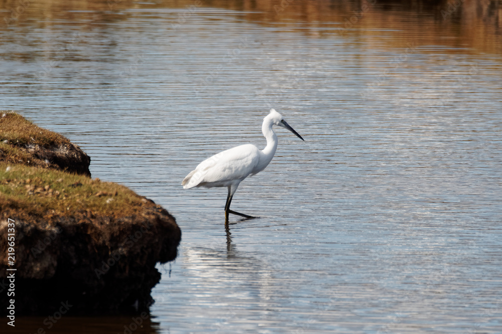 Little Egret Little Egret
