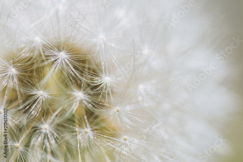 Dandelion  close-up. Macro with shallow depth of field.