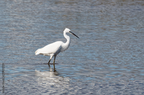 Little Egret Wading