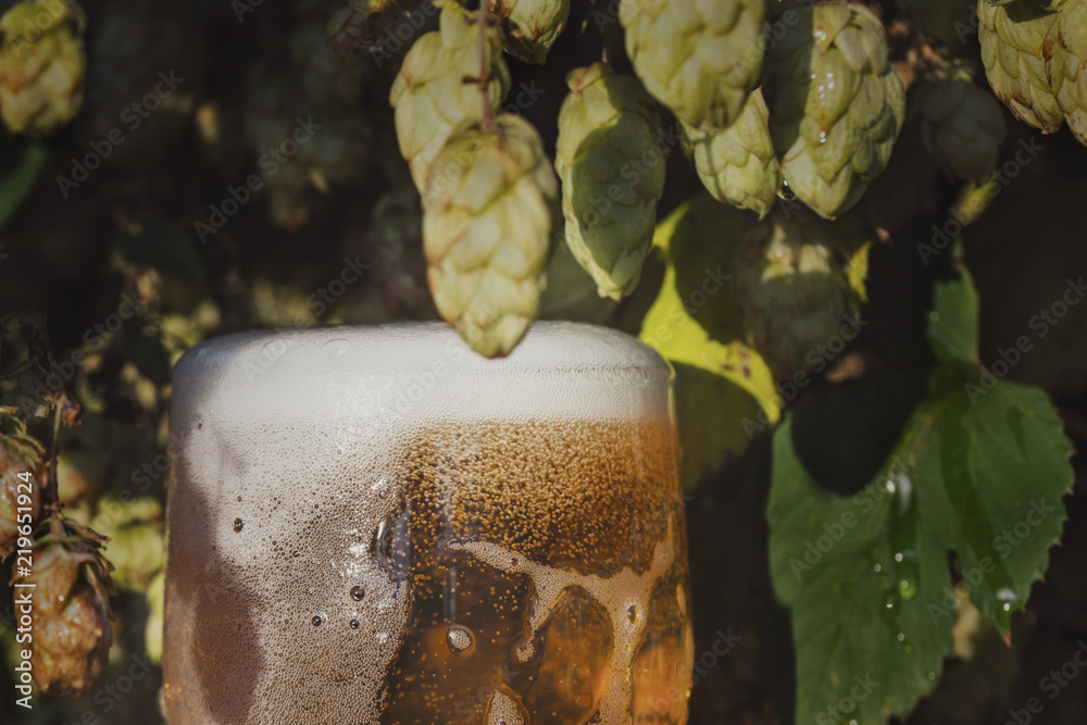 Φωτογραφία conceptual image of the freshest beer, a glass with a drink stands in a mature natural hops