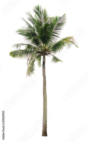 coconut palm tree isolated on white background of file with Clipping Path .
