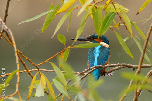 Kingfisher, Alcedo atthis on branch