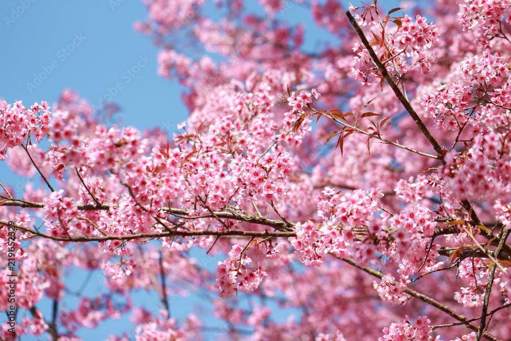 Fototapeta premium Wild Himalayan Cherry Blossoms in spring season (Prunus cerasoides), Sakura in Thailand, selective focus
