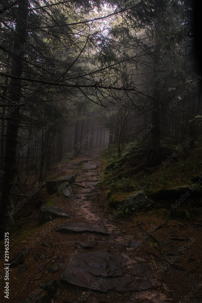 Fototapeta premium Pfad im nebeligen Schwarzwald