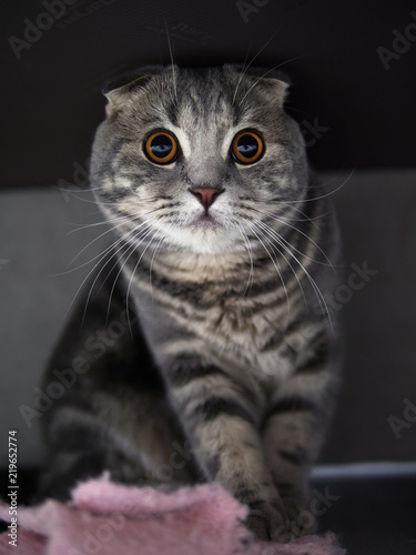 Funny scottish fold cat with bright yellow eyes hiding in shade under the bed