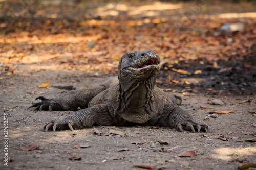 Komodo dragon lying on the ground on the island Rinca