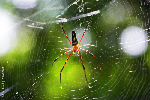 Close up spider on the web with beautiful bokeh and green background