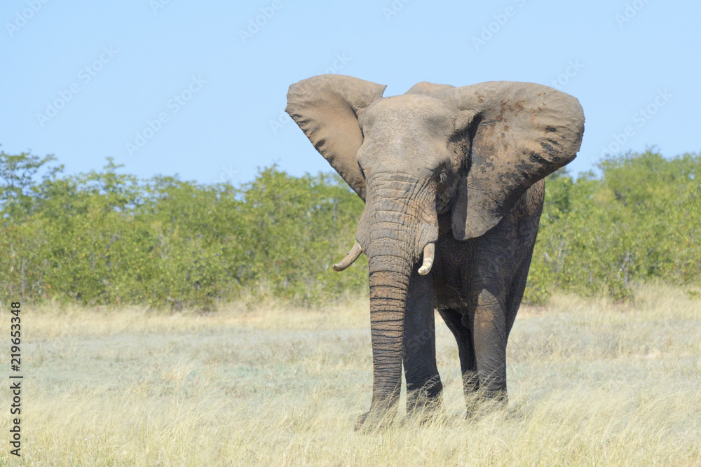Fototapeta premium African elephant (Loxodonta africana) feeding on grass, Kruger National Park, South Africa