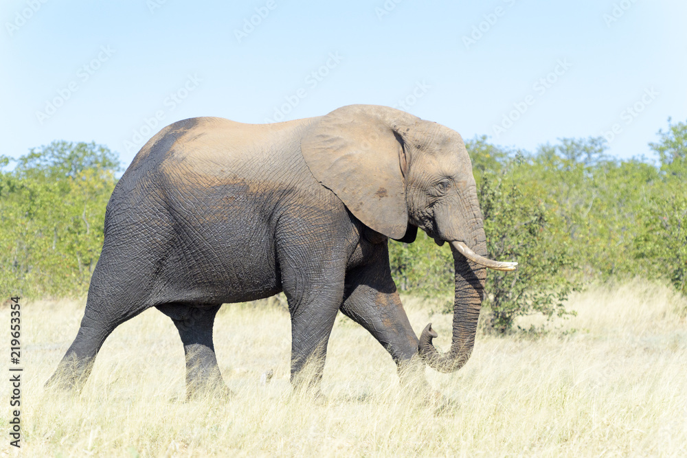 African elephant (Loxodonta africana) feeding on grass, Kruger National Park, South Africa