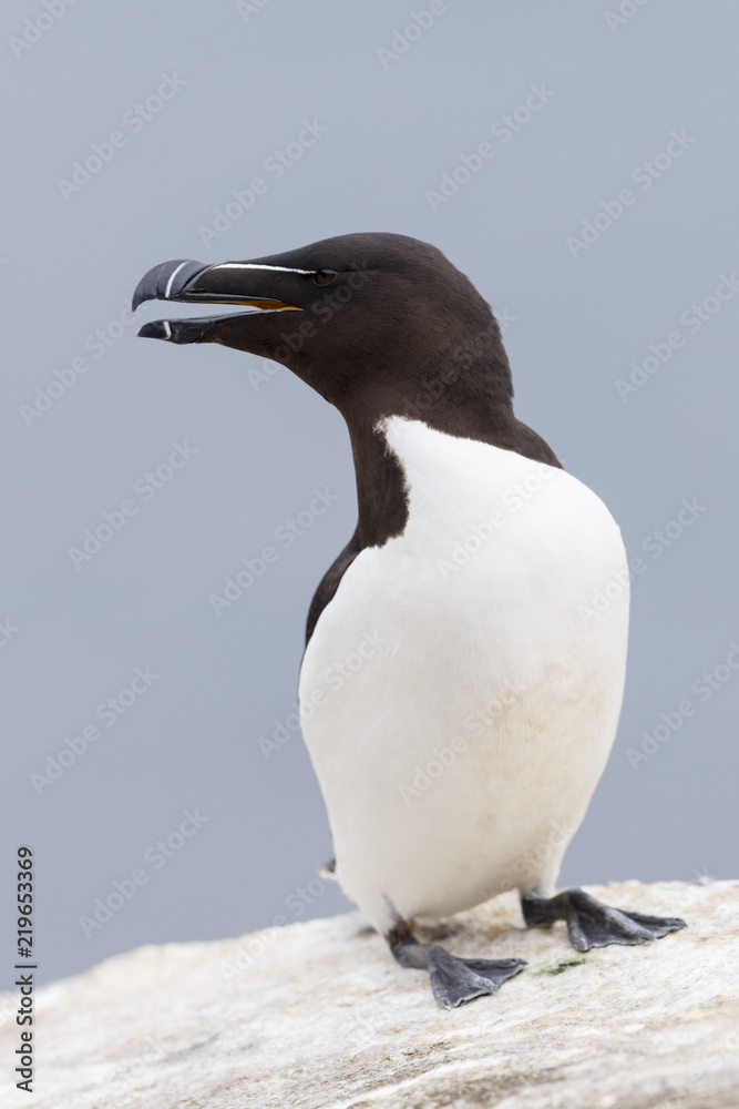 Naklejka premium Razorbill (Alca torda) adult, standing on rock of coastal cliff, Great Saltee, Saltee Island, Ireland.