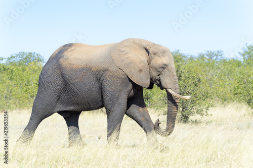 African elephant (Loxodonta africana) feeding on grass, Kruger National Park, South Africa